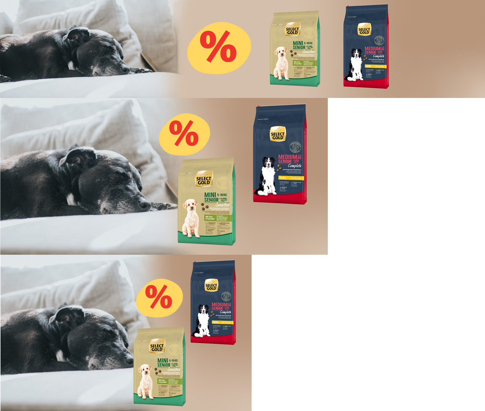 Responsive - SGDDF - Senir Dogs_