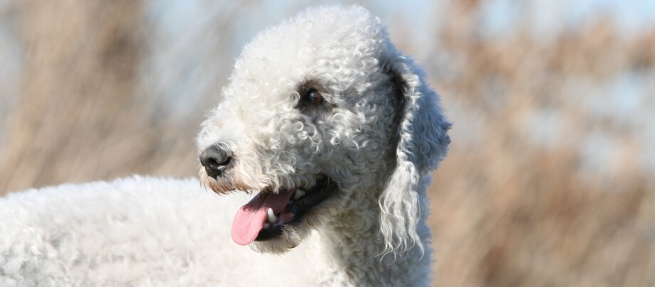 Porträt eines erwachsenen Bedlington Terrier auf dem Land