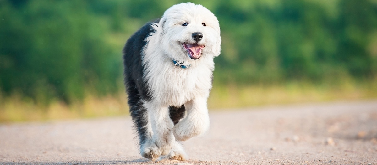 Glücklicher Bobtail rennt Richtung Kamera Glücklicher Bobtail rennt auf einem Feldweg Richtung Kamera