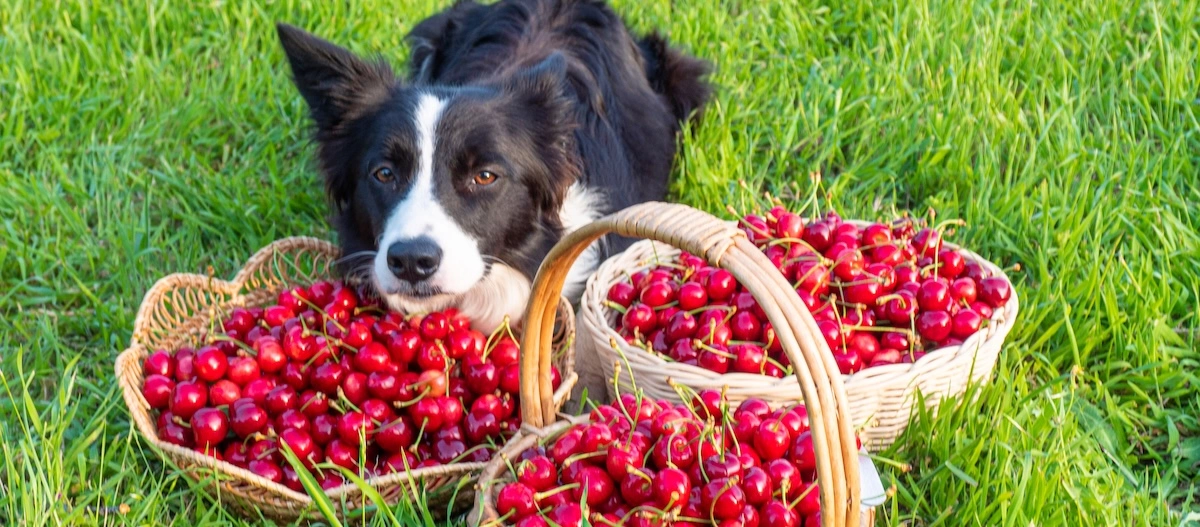 Ein Border Collie liegt im Gras hinter drei Körben mit roten Kirschen