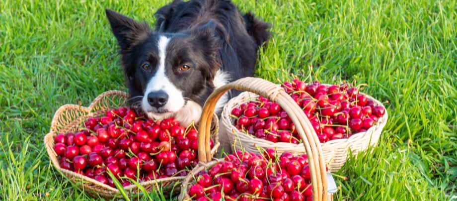 Ein Border Collie liegt im Gras hinter drei Körben mit roten Kirschen