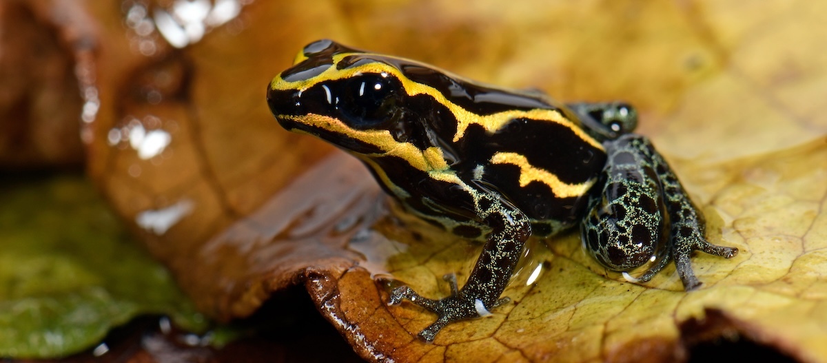 Gepunkteter Baumsteiger ( Ranitomeya variabilis) - Variable Poison Frog Gepunkteter Baumsteiger Pfeilgiftfrosch sitzt auf Blatt