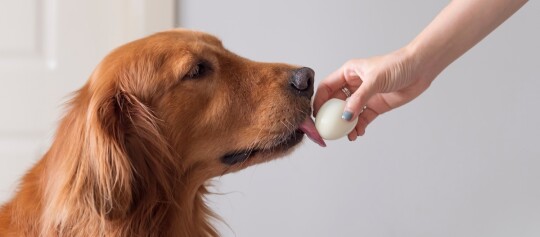Ein Golden Retriever leckt an einem gekochten Ei in einer Hand