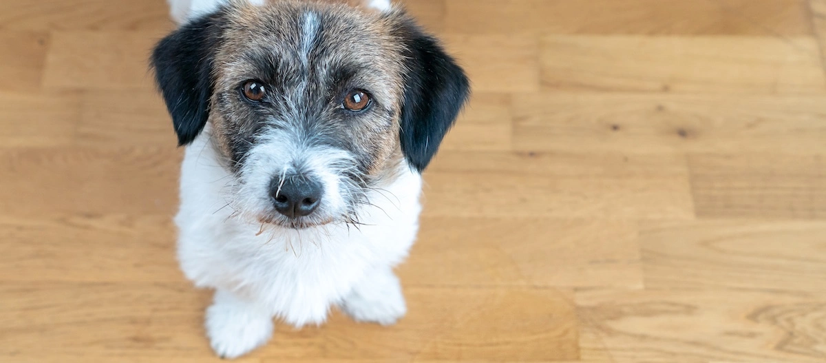 Hund sitzt neben einer Urinpfütze und schaut nach oben.