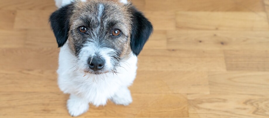 Hund sitzt neben einer Urinpfütze und schaut nach oben.