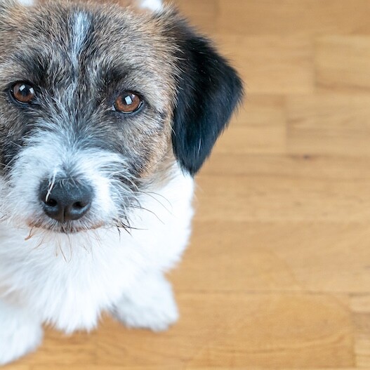 hundespielzeug naturkautschuk Hundespielzeug aus Naturkautschuk "Karotte"  Wuff's Best