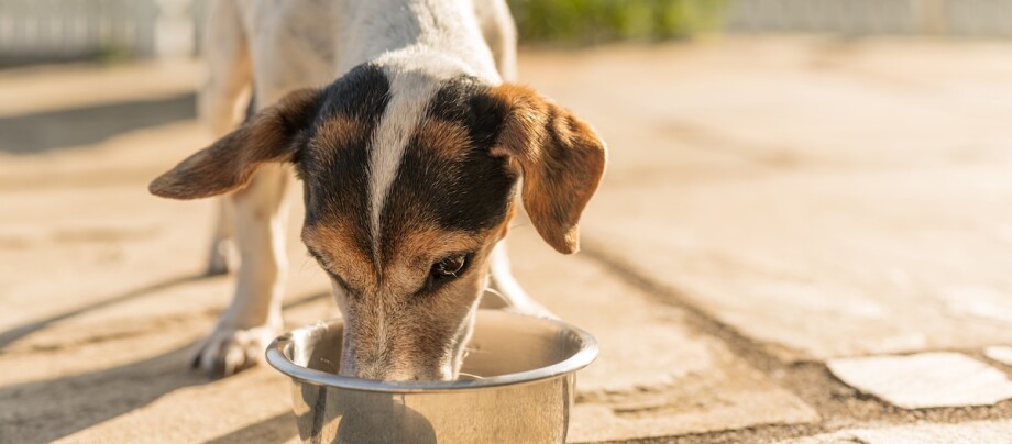Jack Russel trinkt aus einem Napf Jack Russel trinkt aus einem Napf