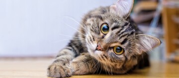 Getigerte Katze liegt auf dem Boden und schaut Betrachter direkt an.