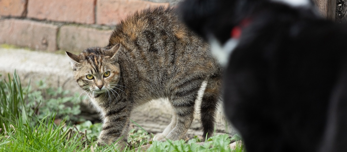 Katze fühlt sich von Hund bedroht Katze fühlt sich von Hund bedroht und macht einen Buckel