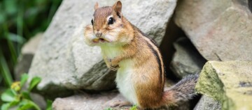 Streifenhörnchen mit gefüllten Backen sitzt auf einem Stein