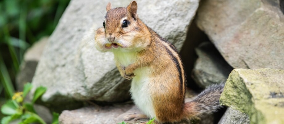 Streifenhörnchen mit gefüllten Backen sitzt auf einem Stein