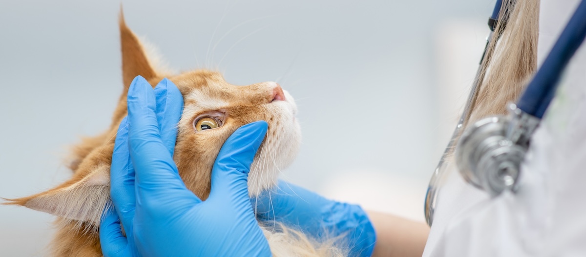 Tierärztin untersucht das Auge einer Maine Coone. Tierärztin untersucht das Auge einer Maine Coone.