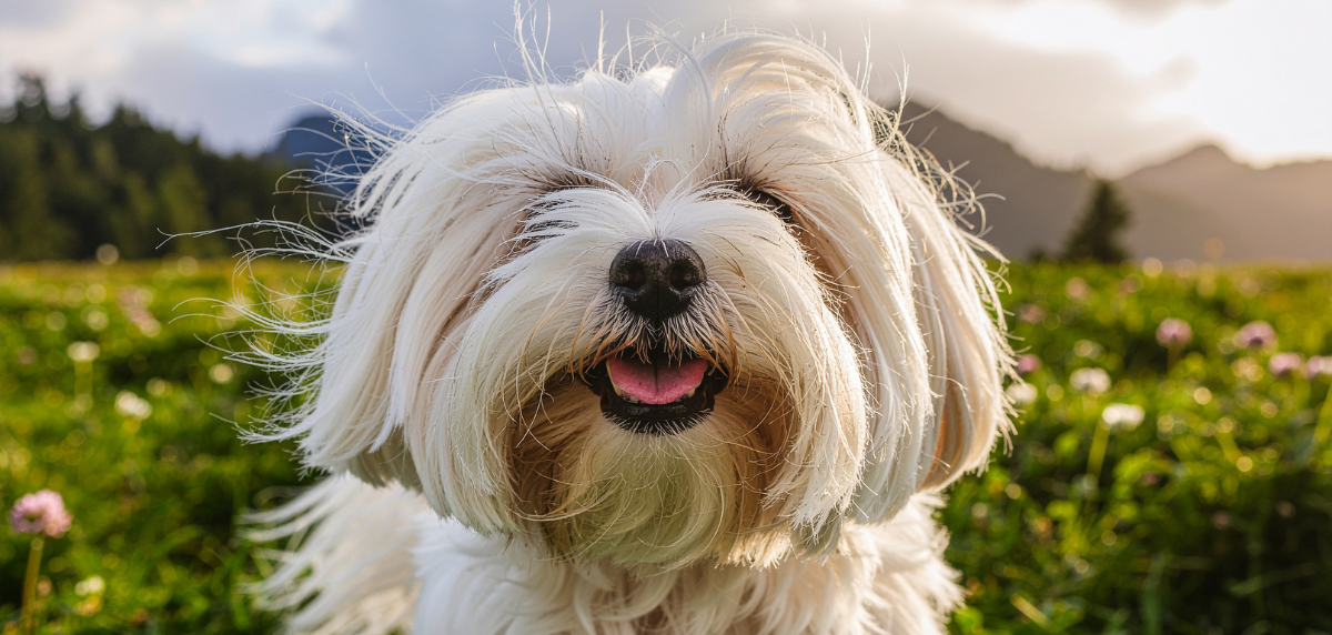 Ratgeber-Hund-Malteser-auf-Wiese-close-up Eine Nahaufnahme von dem Gesicht eines Maltesers auf dem deutlich zu erkennen ist, dass das Fell zu lang ist und so die Sicht eingeschränkt und die Augen gereizt werden können.