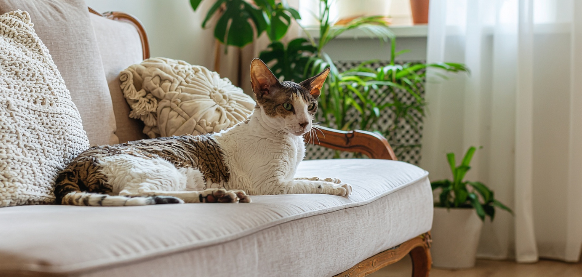 Eine Cornish Rex liegt auf einer grauen Couch. Im Hintergrund befinden sich Topfpflanzen und ein Fenster. Die Katze beobachtet etwas.