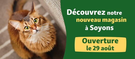 Banner Opening Soyons 29.08