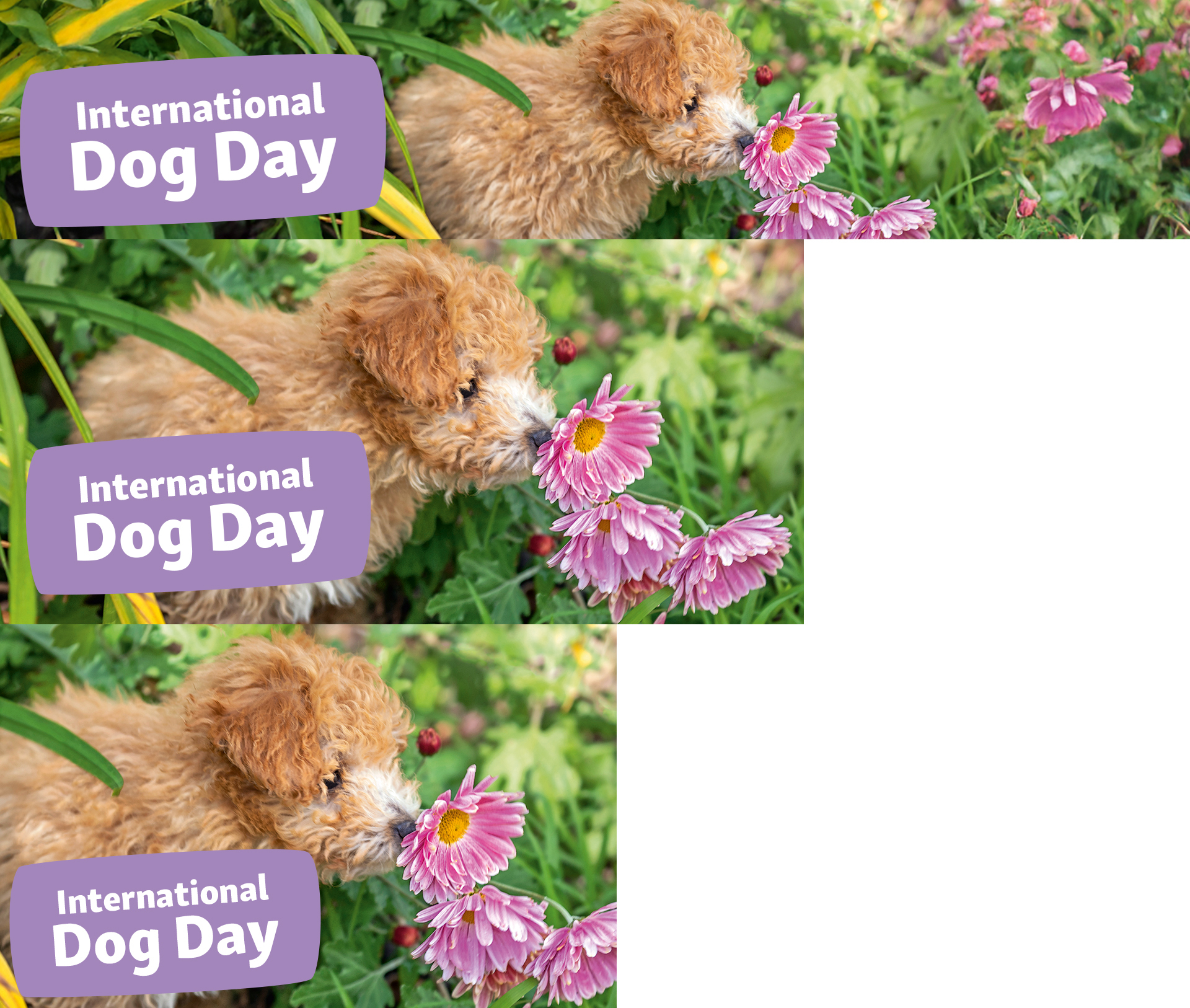 International Dog Day Voucher