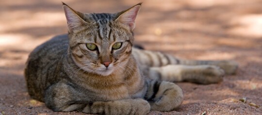 Falbkatze liegt im Sand