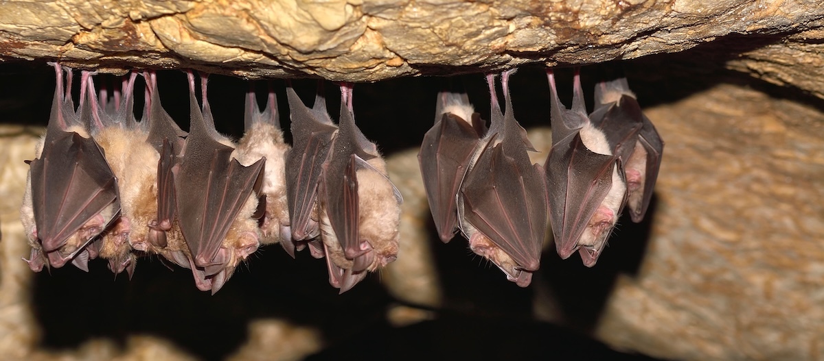 Gruppe schlafender Fledermäuse Eine Gruppe schlafender Fledermäuse hängt von der Decke einer Höhle
