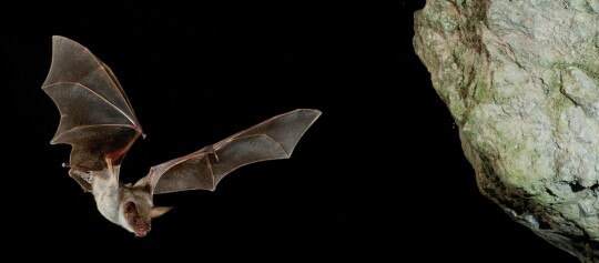 Fledermaus fliegt bei Nacht in einer Höhle