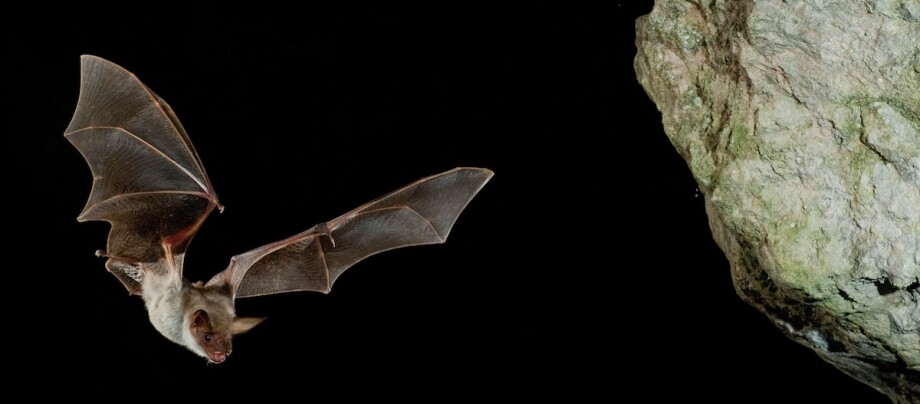 Fledermaus fliegt bei Nacht in einer Höhle