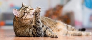 Getigerte Katze liegt auf dem Boden und legt ihre Pfote