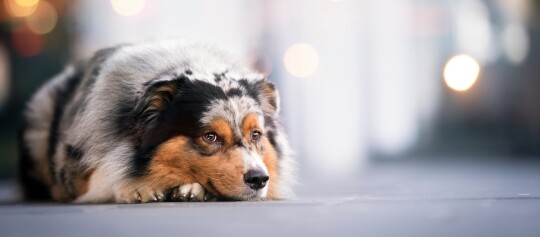 Hund mit Merle-Fell liegt auf dem Boden