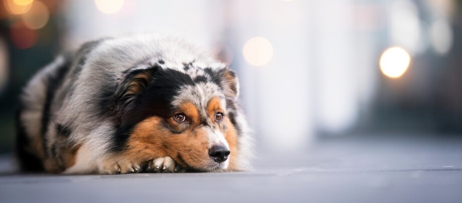 Hund mit Merle-Fell liegt auf dem Boden Hund mit Merle-Fell liegt auf dem Boden