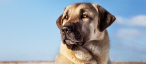 Türkischer Kangal im Porträt blickt in die Ferne, blauer Himmel im Hintergrund