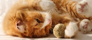 Katze rollt auf dem Boden mit einem Spielzeugball