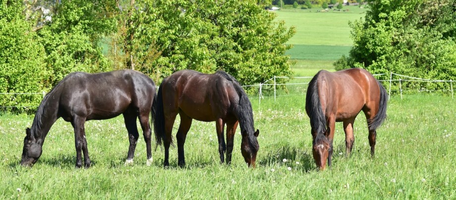 Drei Pferde stehen grasend auf einer grünen Wiese.