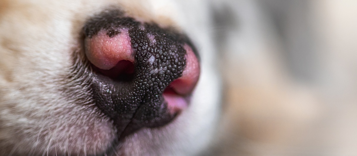 Hundeschnauze mit Merle-Faktor pink-schwarze Hundeschnauze mit Merle-Faktor