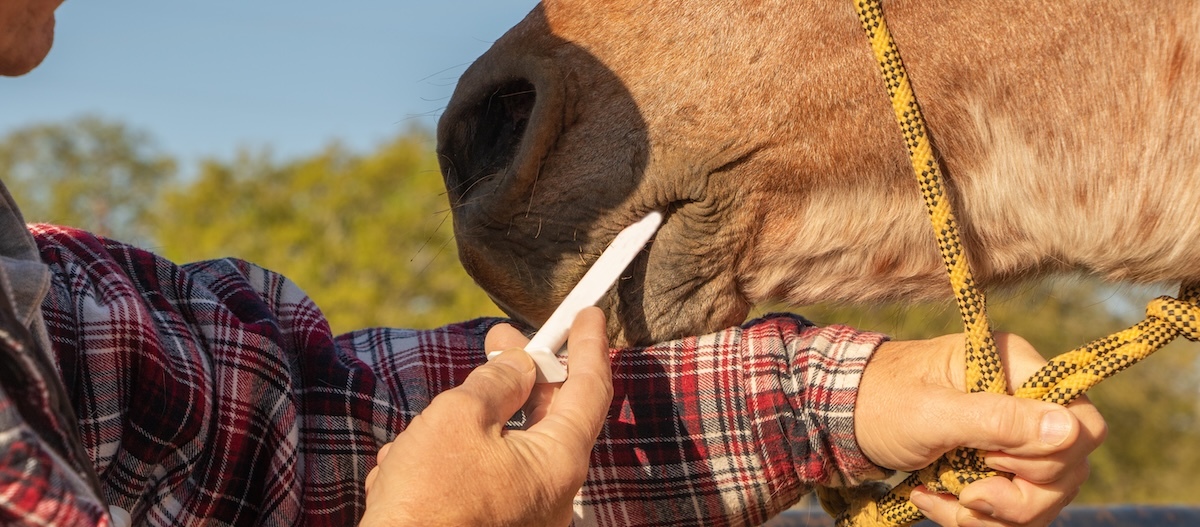 Tierarzt verabreicht einem Pferd eine Wurmkur ins Maul. Tierarzt verabreicht einem Pferd eine Wurmkur ins Maul.