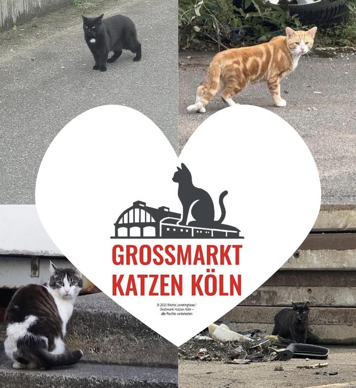 Großmarktkatzen Köln