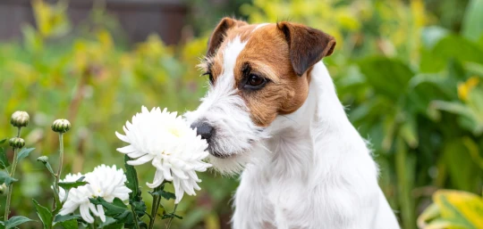 Ein Parson Russel Terrier riecht an einer Blume