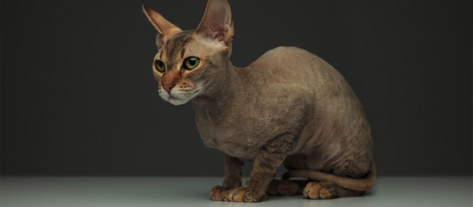 Ratgeber_Katze_Peterbald_Qualzucht_Teaser_1200x527.jpg Eine haarlose Katze der Rasse Peterbald sitzt auf einer glatten Oberfläche vor dunklem Hintergrund, mit großen, spitzen Ohren und aufmerksamem Blick.