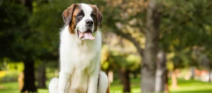 Ein Bernhardiner sitzt in einem Park