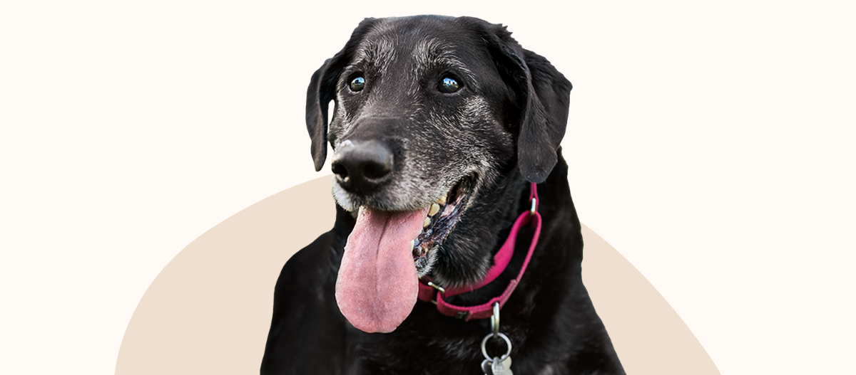 Senior-Dog-Replaceable-Onsite_Fullsize_1200x527-Magazine