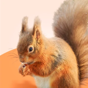Rotes Eichhörnchen hält eine Nuss in den Pfoten und sitzt vor hellem Hintergrund.