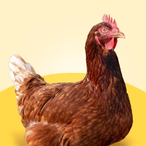 Braunes Huhn mit rotem Kamm steht vor gelbem Hintergrund
