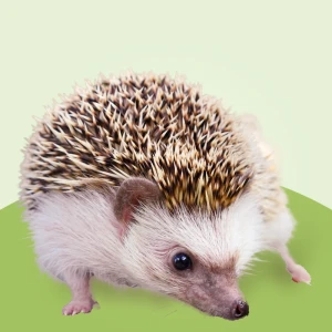Kleiner Igel mit braunen Stacheln steht auf grünem Untergrund.