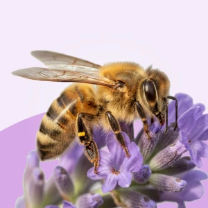 Nahaufnahme einer Honigbiene, die Nektar aus einer violetten Blüte sammelt