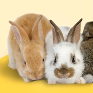Kaninchen