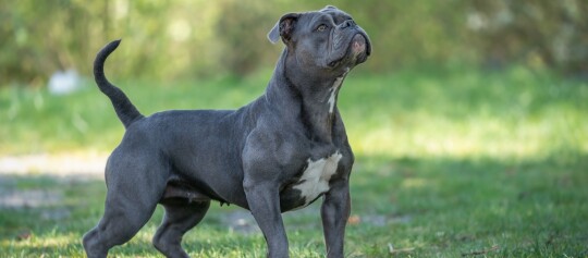 Old English Bulldog steht auf einer Wiese und schaut auf
