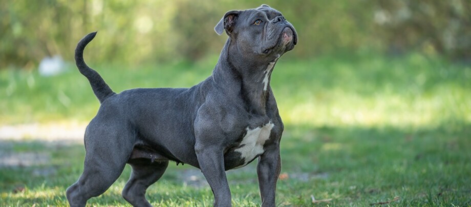 Purebred Old English Bulldog Old English Bulldog steht auf einer Wiese und schaut auf