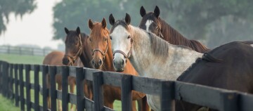Verschiedene Pferde blicken über einen Weidezaun.