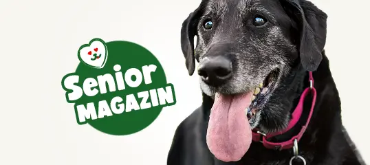 Senior Magazin