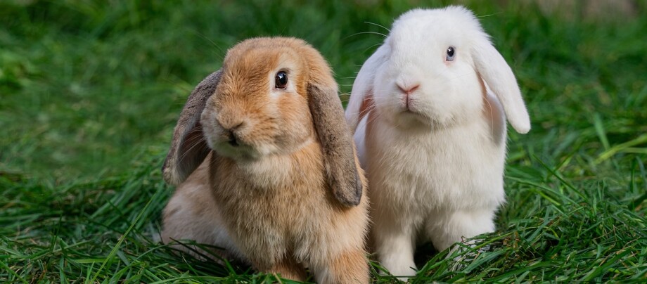 Ein brauner und ein weißer Deutscher Widder sitzen im Gras
