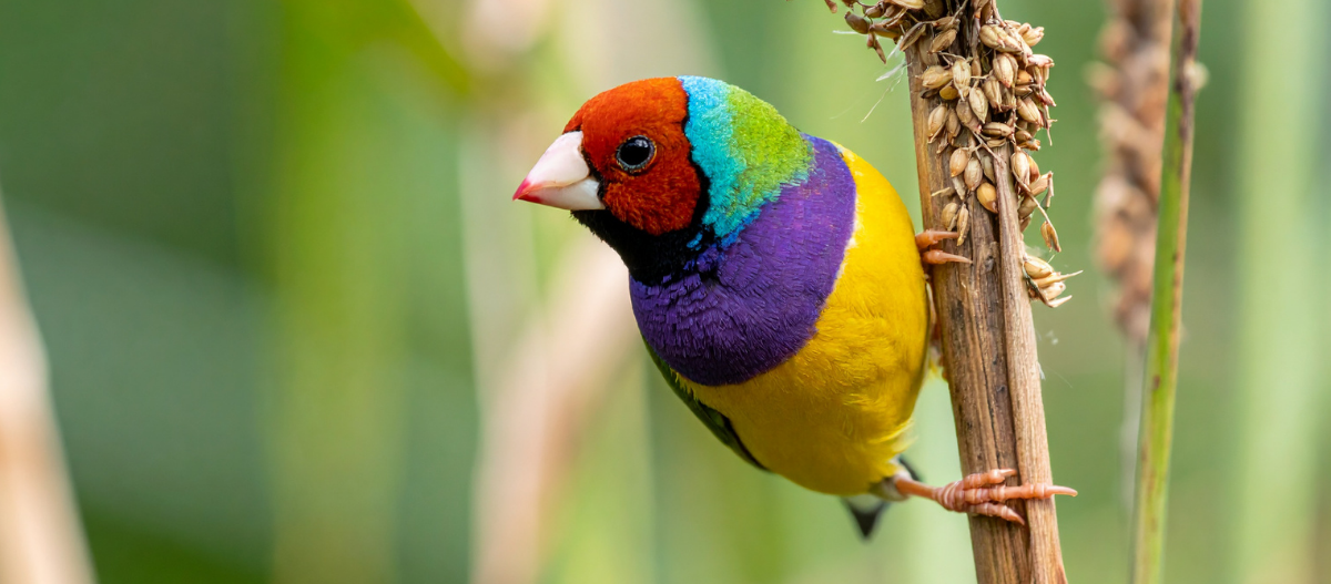 Gouldamine sitzt an einem Hirsezweig