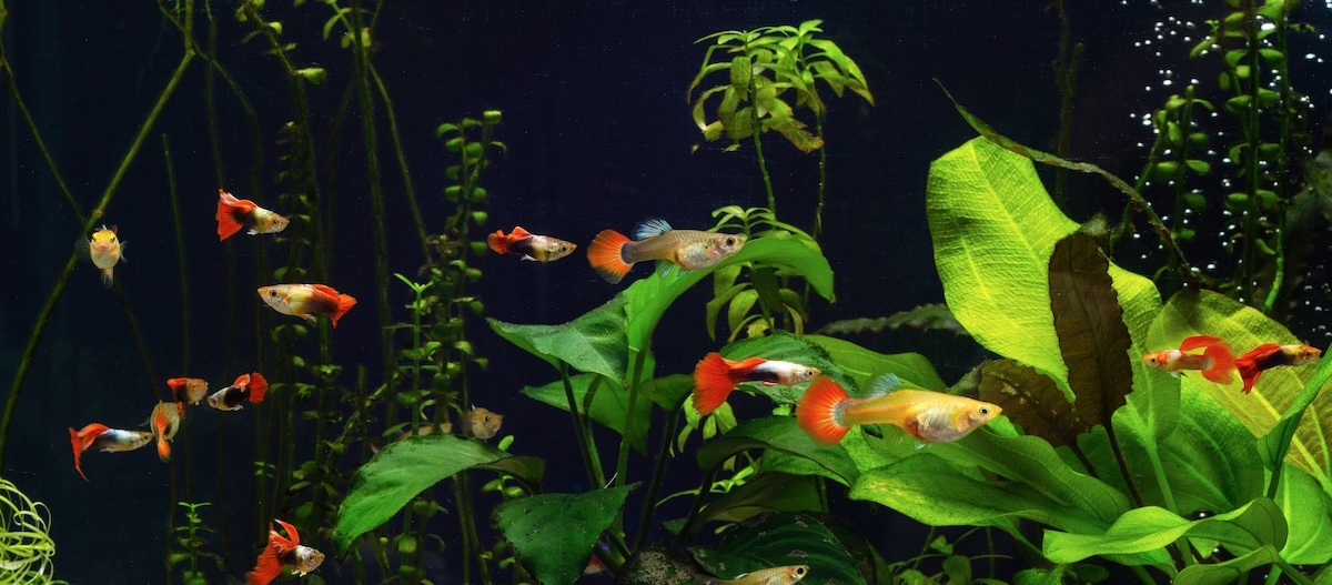 Guppys im Aquarium Guppys schwimmen im Aquarium mit grünen Wasserpflanzen im Hintergrund