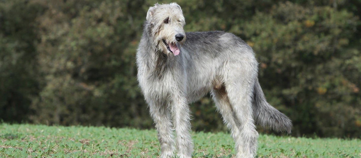 Ein Irischer Wolfshund steht am Waldrand und blickt herüber. Ein Irischer Wolfshund steht am Waldrand und blickt herüber.